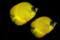   pair Masked Butterflyfish Red SeaEgypt  